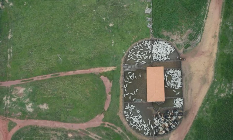 Gado ilegal estava em território indígena no estado do Maranhão Foto: divulgação/ Casa Civil
