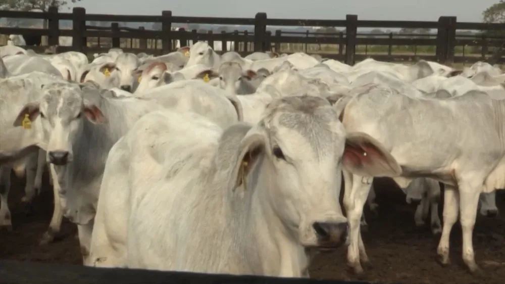 Sistema de rastreabilidade cruza informações ambientais e sanitárias para garantir a legalidade na cadeia da carne bovina (Foto: Reprodução).