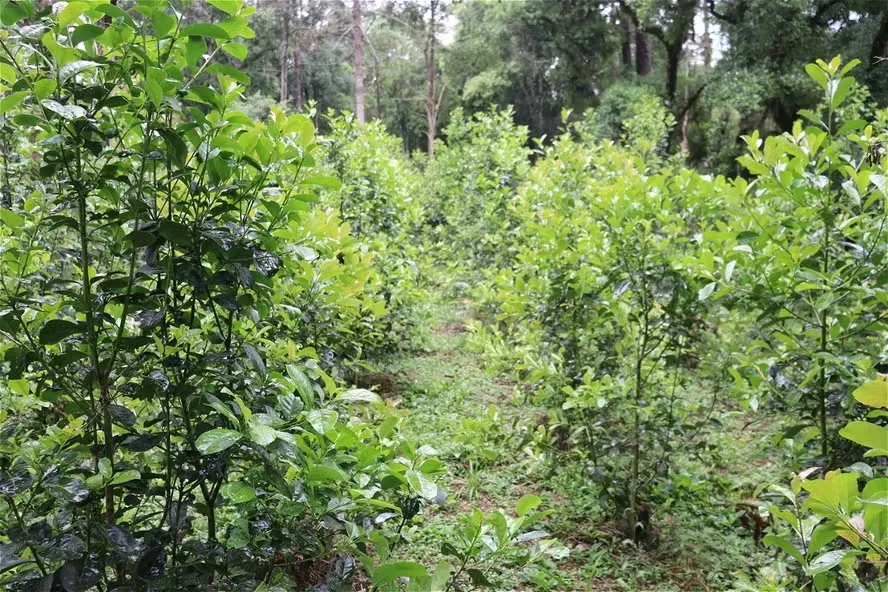 Ganho de produtividade e diversificação de uso estão entre os objetivos do melhoramento genético da cultura da erva-mate no Paraná — Foto: Arquivo pessoal