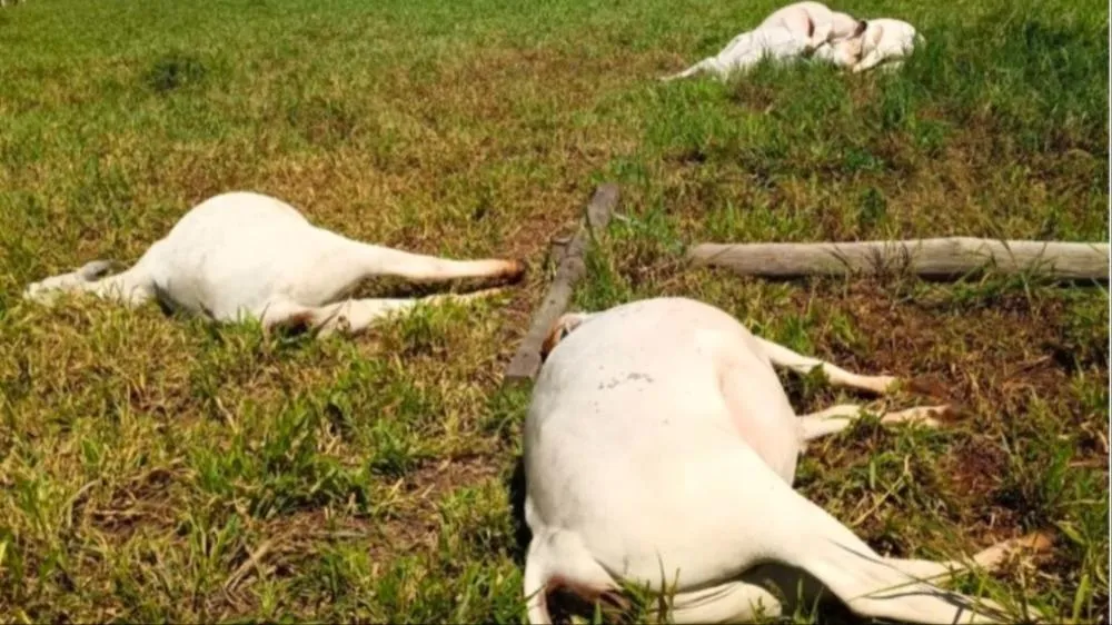 Vacas morreram eletrocutadas (Foto: Perfil News)