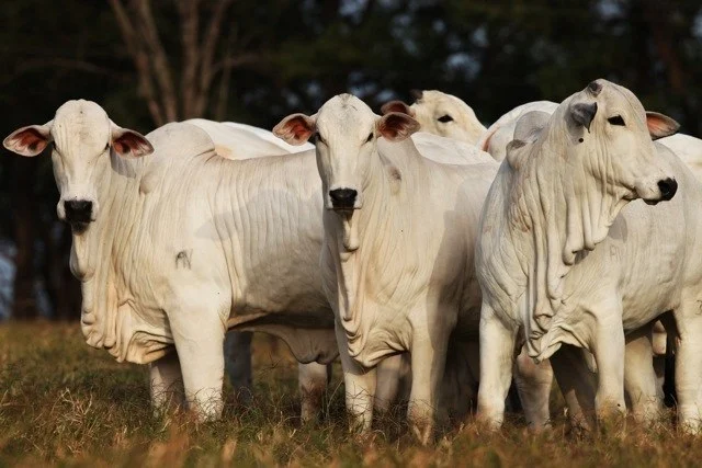 Foto: Ministério da Agricultura