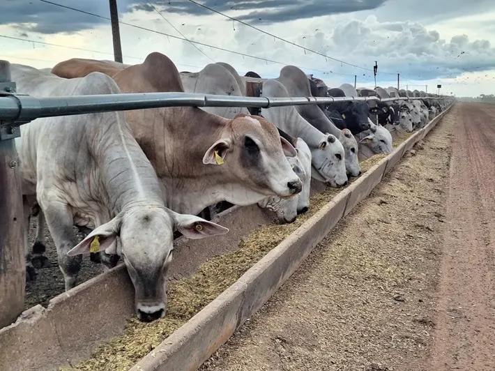 Movimentação do mercado deve ser retomada na próxima segunda-feira — Foto: José Florentino/Globo Rural