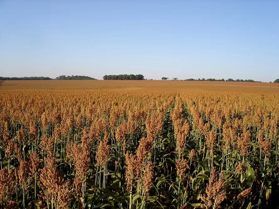 Cultivo do sorgo é mais resistente a baixos volumes de chuva e é opção para regiões como o Matopiba — Foto: Flávio Dessaune Tardin / Embrapa
