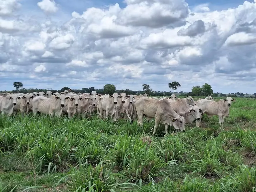 A semana começou em ritmo lento, com pouca oferta de bovinos e poucos negócios realizados — Foto: José Florentino/Globo Rural