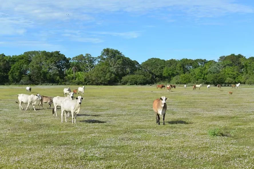 Foram abatidas 205,9 mil cabeças durante o ano passado — Foto: ABPO / Divulgação
