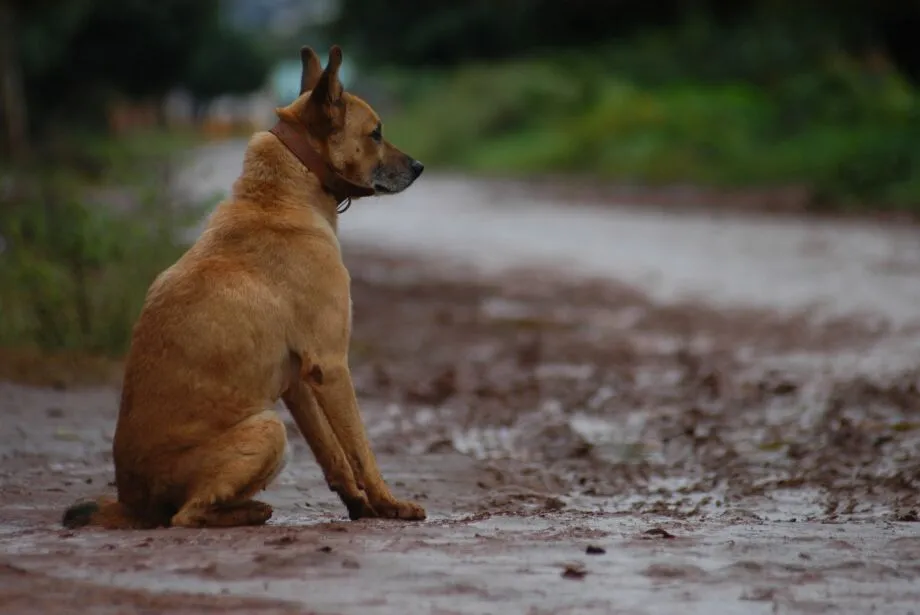 Cachorro de rua - Gerson Oliveira