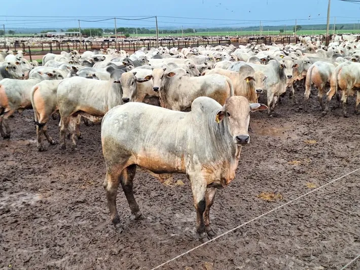 Não se espera, por enquanto, um movimento de queda nas cotações do boi — Foto: José Florentino/Globo Rural