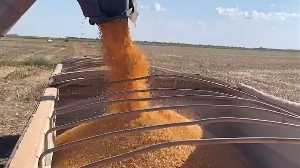 Foto: Pedro Silvestre/Canal Rural Mato Grosso