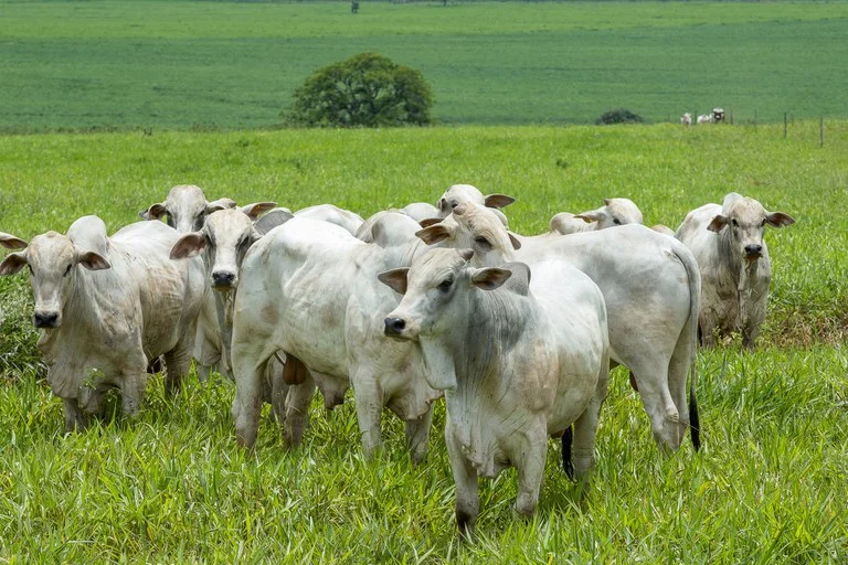 Foto: Ministério da Agricultura e Pecuária