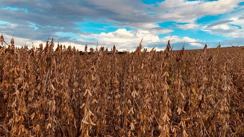 Os preços voltam a se dividir no Mato Grosso do Sul - Foto: Nadia Borges