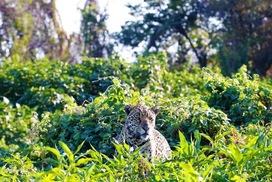 O Parque Nacional do Pantanal ganhou um acréscimo de 47 mil hectares, atingindo agora 183 mil hectares de área preservada