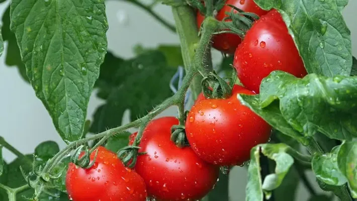 Em Sumaré (SP), a colheita do tomate inicia a partir da semana que vem, podendo ajudar a limitar as altas. — Foto: Canva/ Creative Commoms