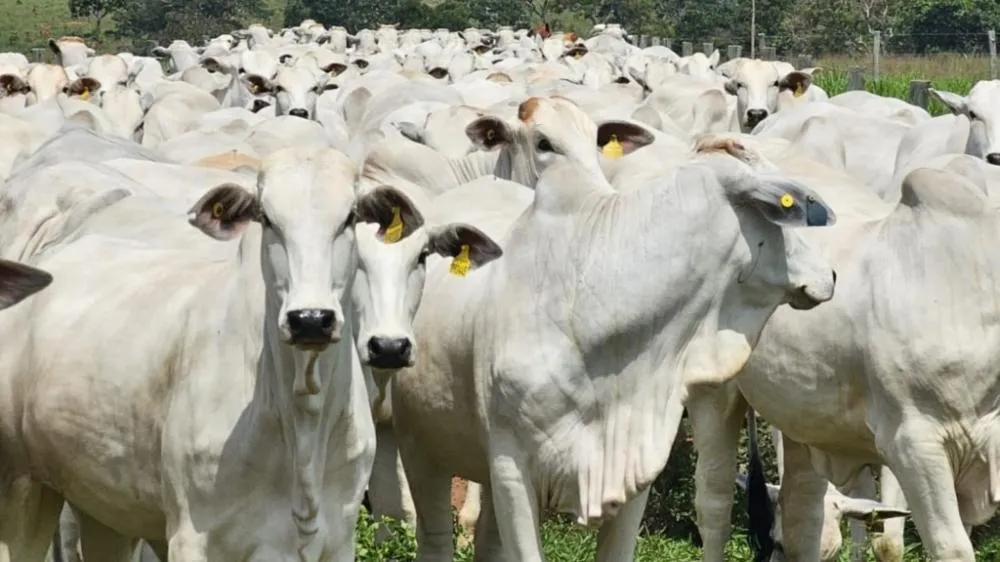 Lote de novilhas em área de pasto/Foto: Divulgação