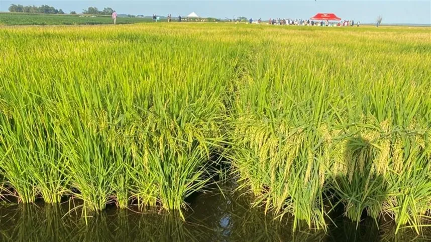 Portanto, o aguador é uma peça-chave na produção de arroz irrigado - Foto: Agrolink