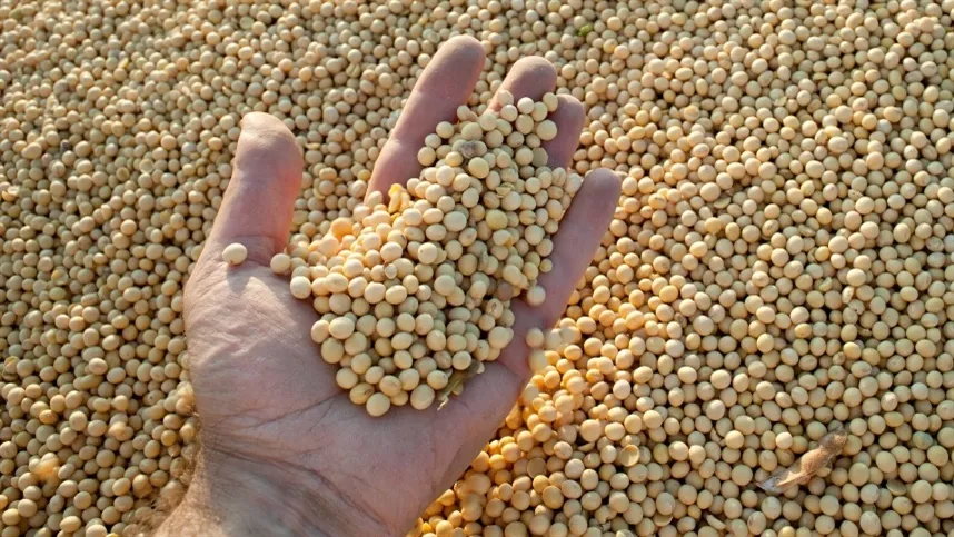 Os preços estão evoluindo no Mato Grosso do Sul - Foto: Divulgação