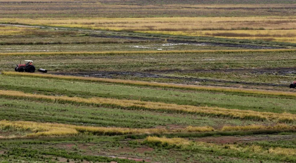 Plantação de arroz em Taubaté (SP) | 19/06/2015REUTERS/Paulo Whitaker