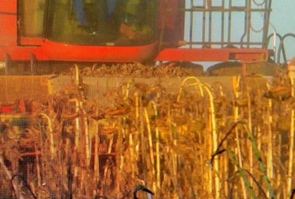Foto: Pedro Silvestre/ Canal Rural