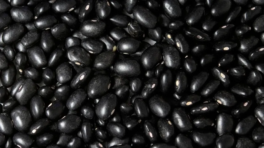 Quebra do feijão-preto deve ser maior do que o esperado - Foto: Canva