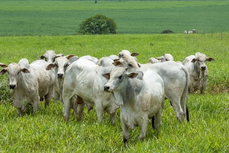 Foto: Ministério da Agricultura e Pecuária