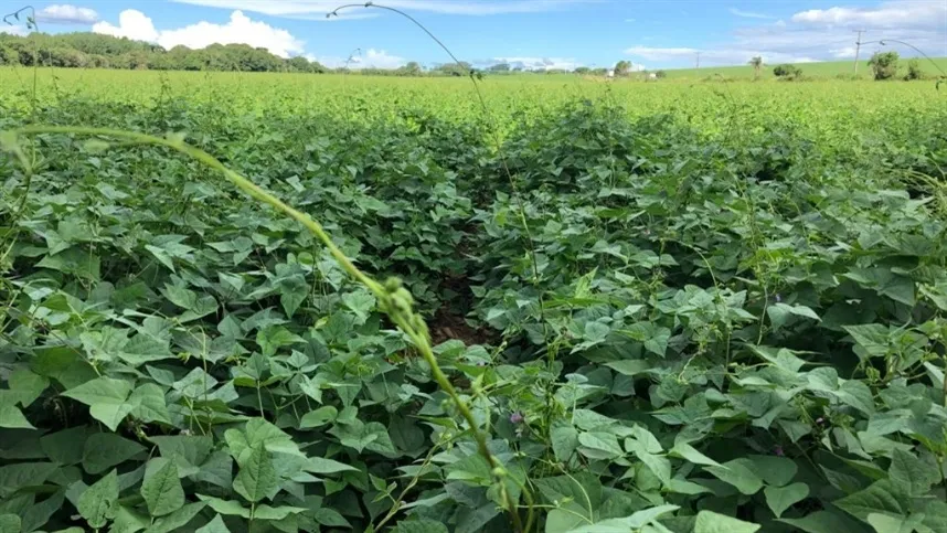 Este cenário acende um alerta importante para o setor agrícola - Foto: Divulgação