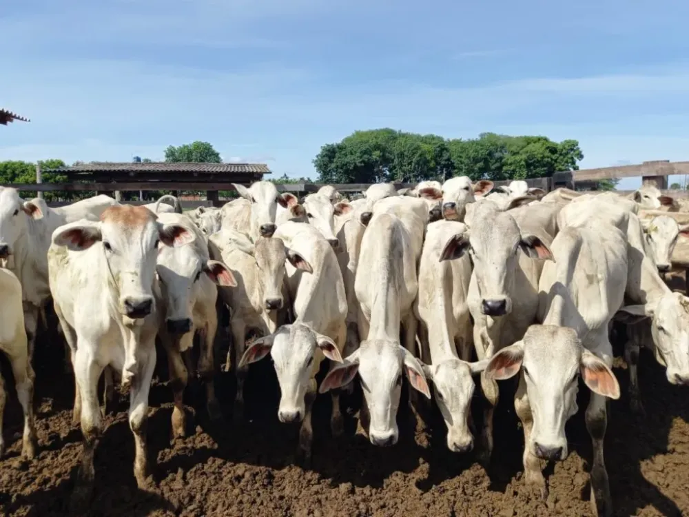 Foto: Divulgação/Acrimat