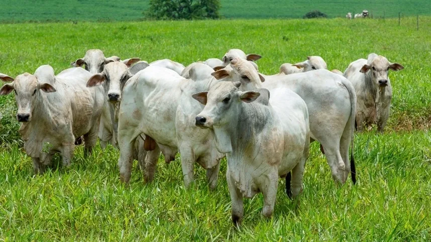 A calagem é o primeiro passo para corrigir a acidez do solo - Foto: Canva