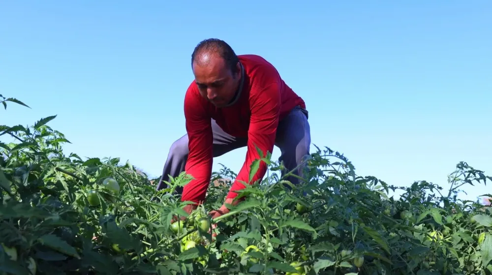 Hamilton na plantação de tomate no povoado de Nanica, em Barreiras, no Oeste da Bahia | Imagem: Guilherme Soares/Canal Rural BA