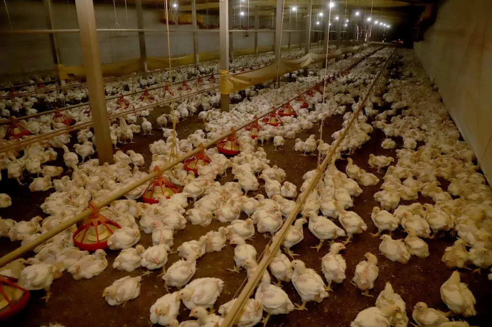 Produção de frango para corte em Toledo/PR. Foto: Ari Dias/AEN