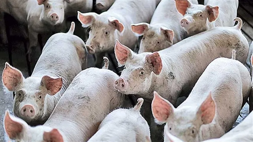 "O suinocultor é a base de toda a produção suinícola do país" - Foto: Divulgação