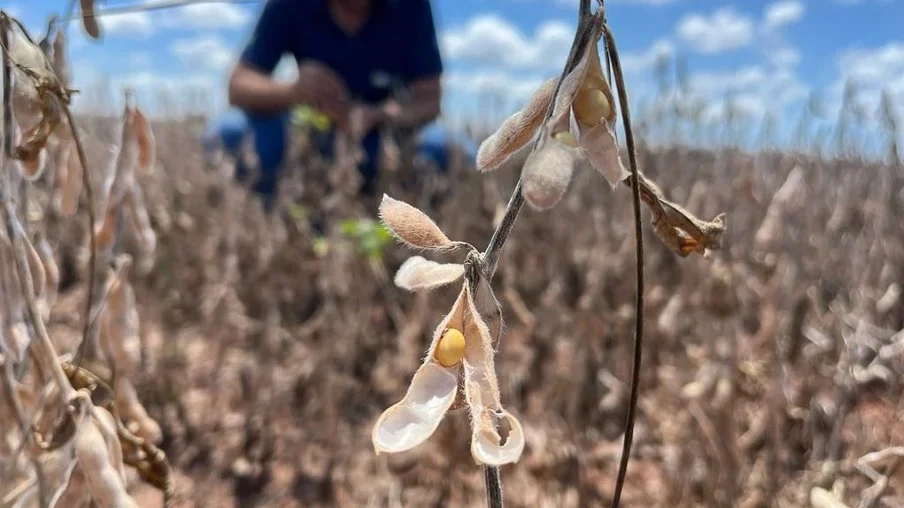 Foto: Pedro Silvestre/Canal Rural